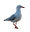 feathered friend